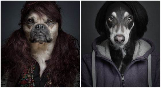 Смешние портрети собак у одежде