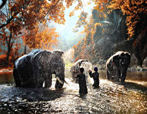 Фотографії слонів і слоненят [Багатотонна краса]