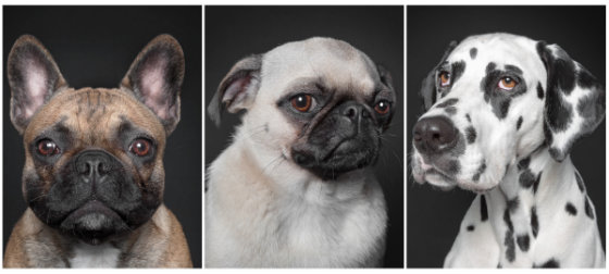 « Собаче життя »- портрети собак з людською мімікою