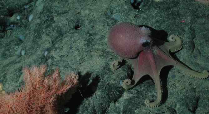 Наука: глибоководний восьминіг і його потомство