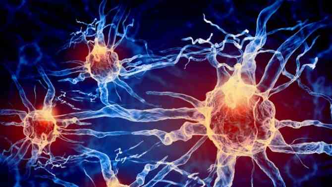 Вчені перетворили звичайні клітини в мозкові